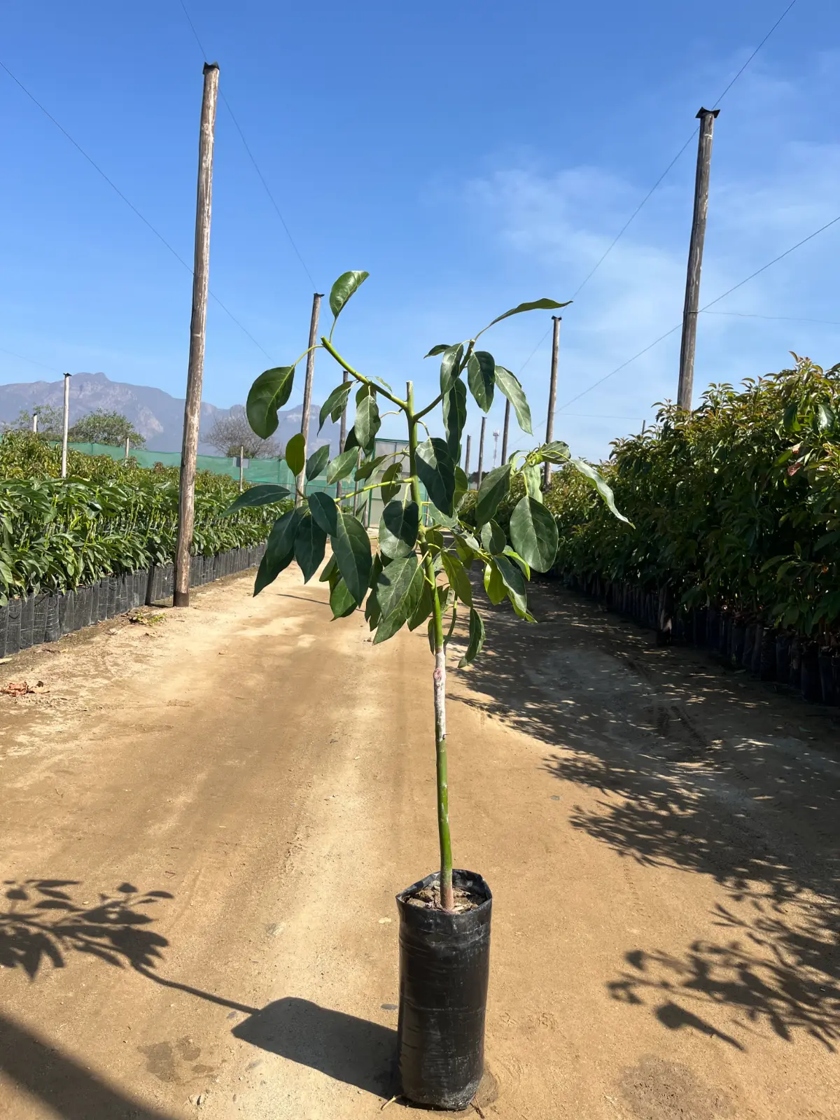 Plantones de palta Hass sobre Zutano